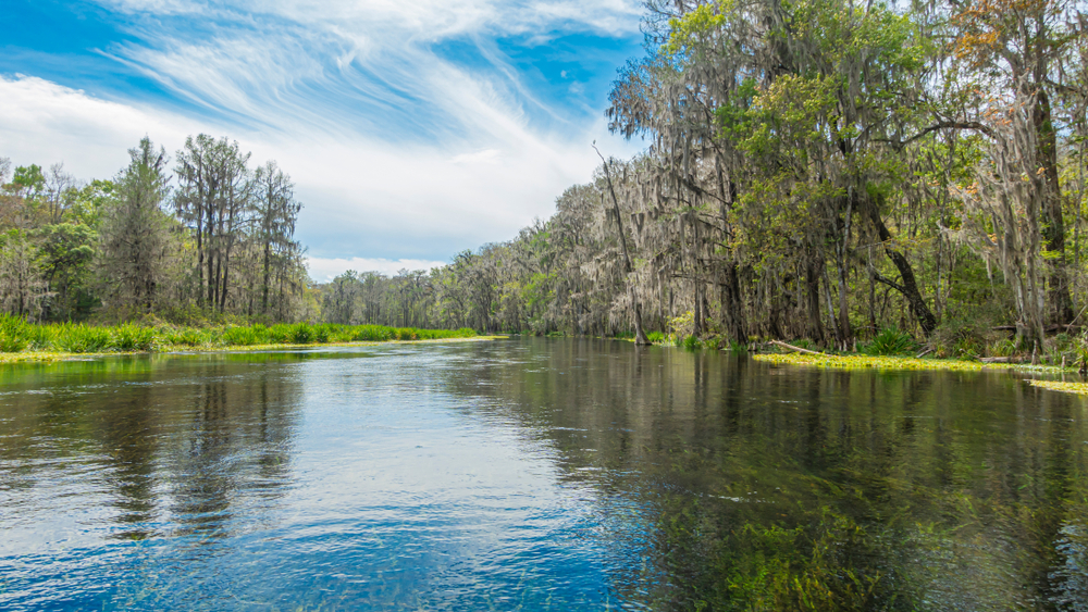 a river with grass in it, trees on both sides, whispy clouds are in the sky on a bright day 