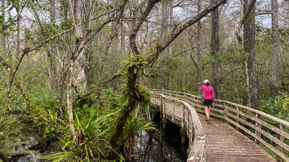 A woman doesn't worry about what to wear in Florida in spring as she navigates a walking trail full of mangroves and trees: she wears a pink workout jacket and black shorts and walking shoes. 