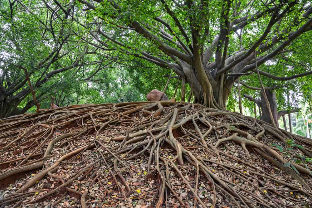 tree roots covering one of the ancient shell mounds at this botanical park