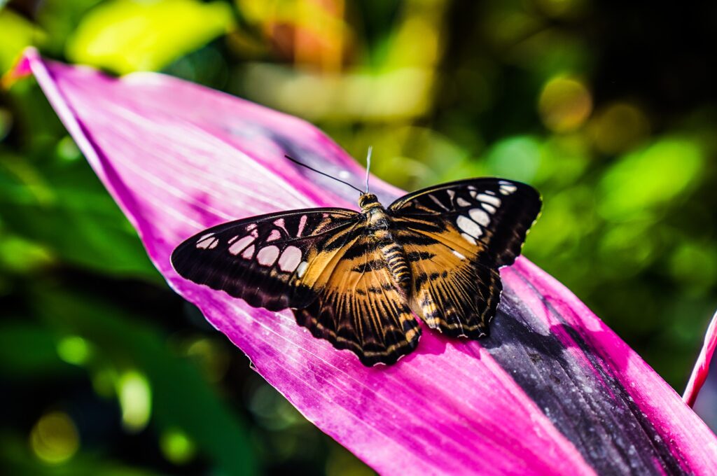 a butter fly on a bright pink leaf at the butterfly museum in Key West is one of this fairytale places in Florida 