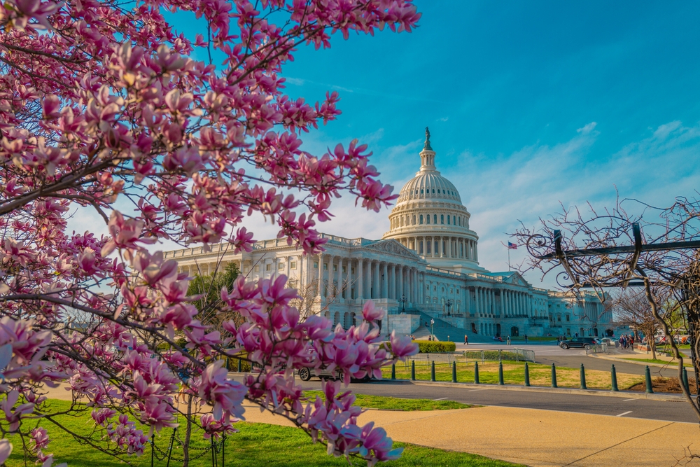 A shot of the White House in DC in spring shoes green lawns and pink cherry blossoms in bloom.