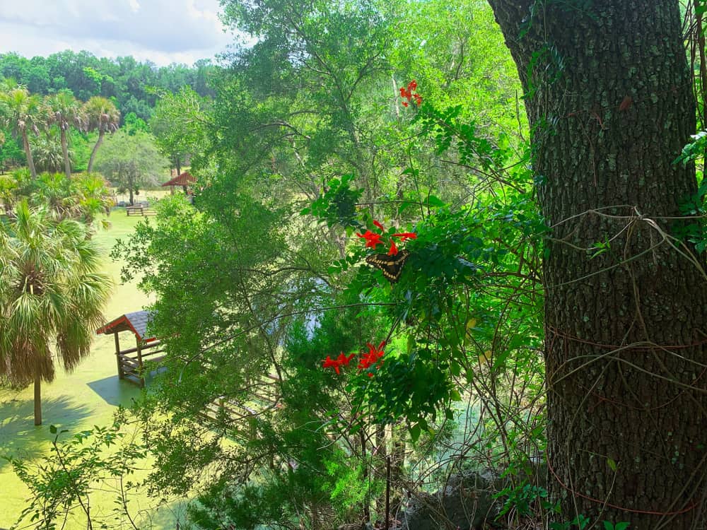 Cedar Lakes is a botanical garden with trees and a lake and built into a limestone quarry.